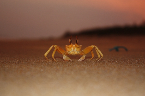 Crab on Kalpitiya Peninsula